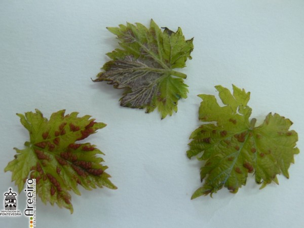Colomerus vitis (Erinosis de la viña) - Erineas en hojas jovenes.jpg